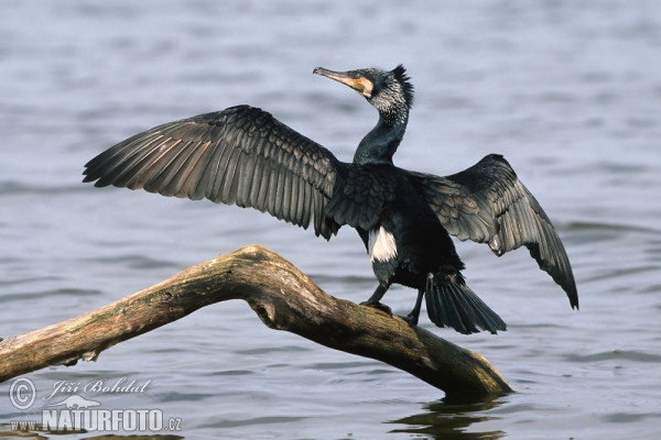 Great Cormorant (Phalacrocorax carbo)