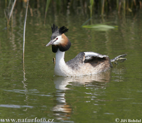 great-crested-grebe-39773.jpg