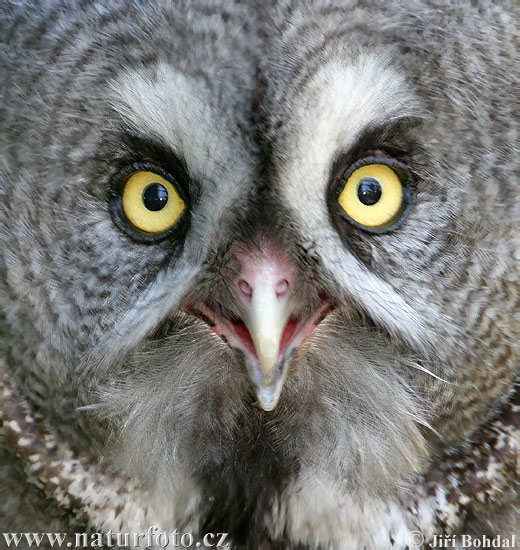great-grey-owl-30418.jpg