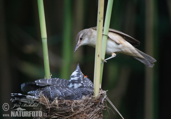 Great Reed Warbler and Cuckoo (Cuculus canorus)