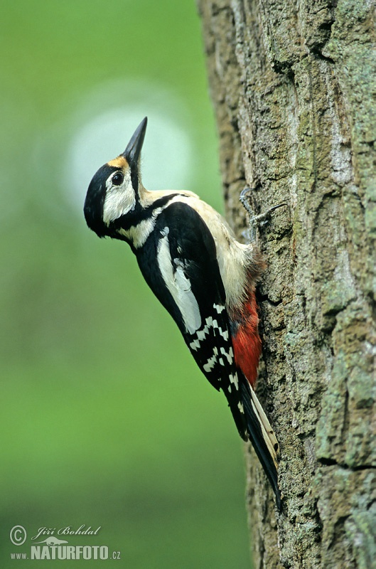 http://www.naturephoto-cz.com/photos/birds/great-spotted-woodpecker-1200.jpg