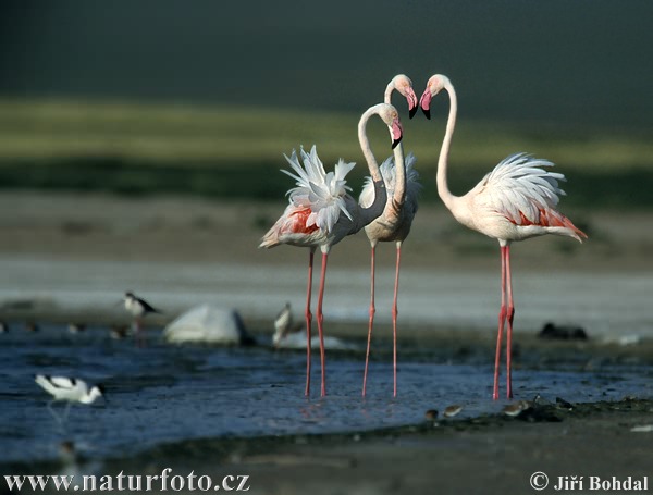 greater-flamingo-97.jpg