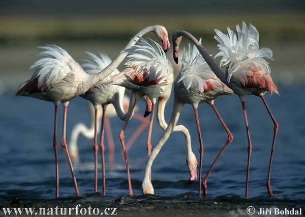 greater-flamingo-99.jpg