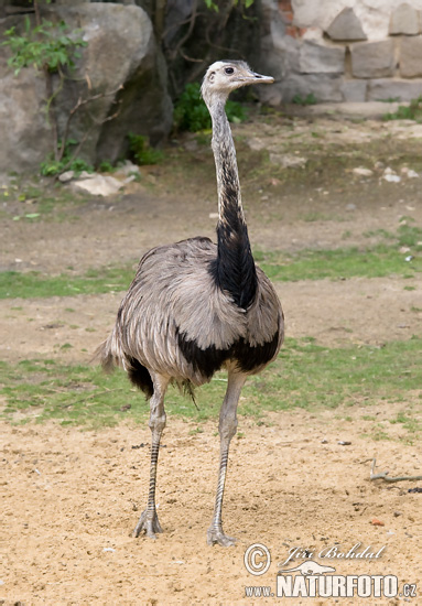 Pictures Of Greater Rhea - Free Greater Rhea pictures 