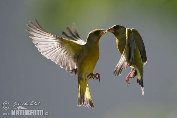 Greenfinch (Carduelis chloris)