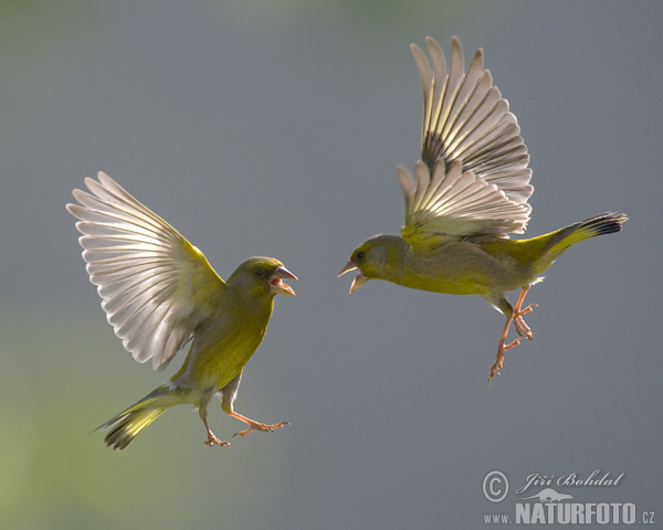 Greenfinch