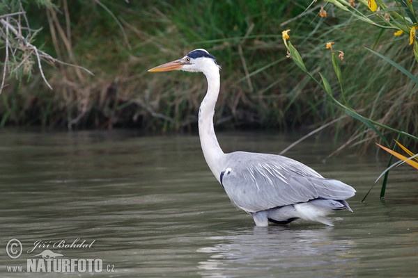 Grey Heron (Ardea cinerea)