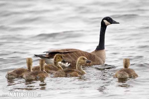 Grote Canadese gans