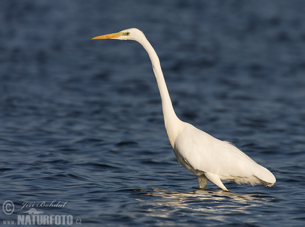 Grote zilverreiger