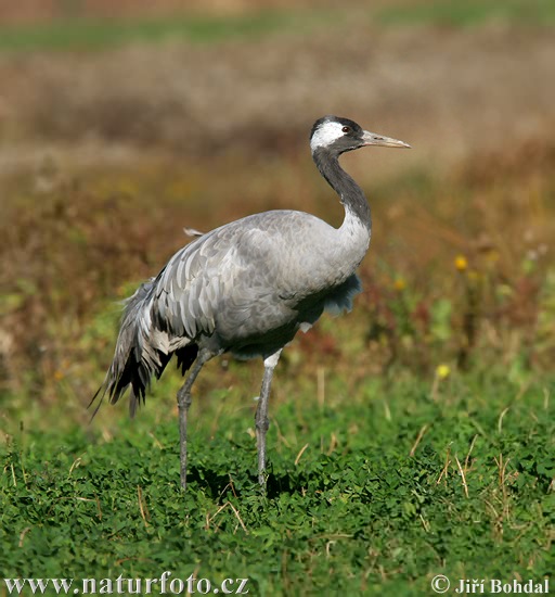 Grulla común