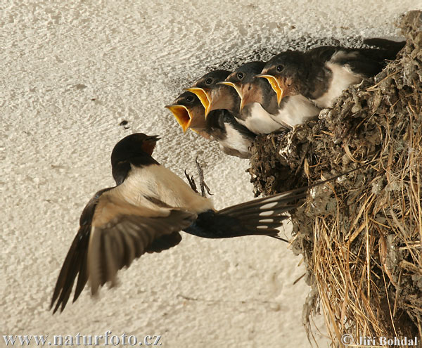 http://www.naturephoto-cz.com/photos/birds/hirundo-rustica-29748.jpg