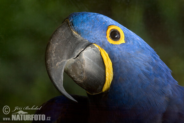 Hyacinth Macaw (Anodorhynchus hyacinthinus)