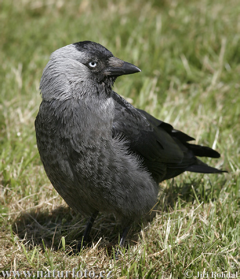 Kauw vogel