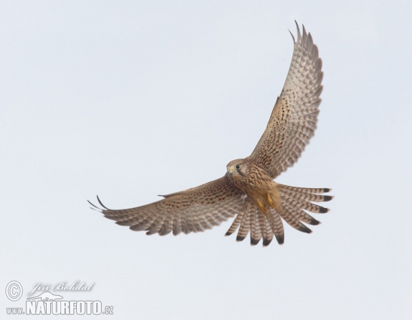 Kestrel (Falco tinnunculus)