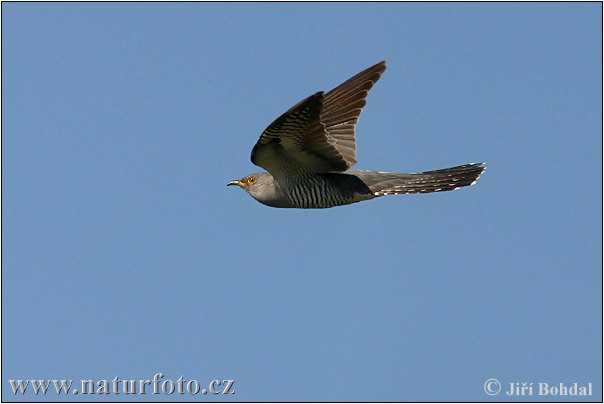 Koekoek vogel