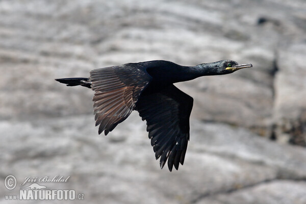 Kuoduotasis kormoranas