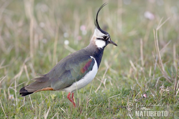 Lapwig (Vanellus vanellus)