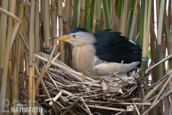 Little Bittern (Ixobrychus minutus)