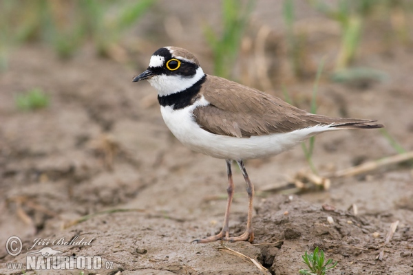 Little Ringed Plover (Charadrius dubius)