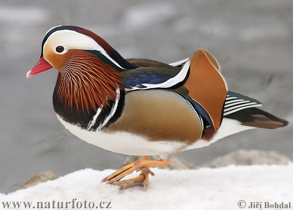 mandarin duck 20446 10 Jenis Hewan Yang Menghadapi Kepunahan