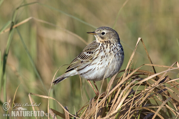 Meadow Pipit (Anthus pratensis)