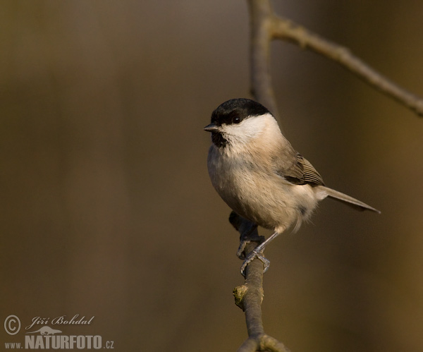 Mésange nonnette