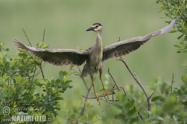 Night Heron (Nycticorax nycticorax)