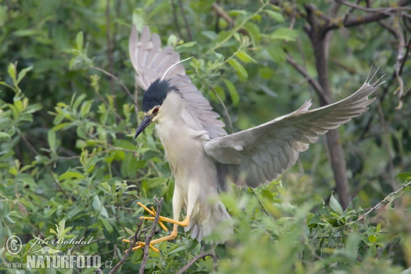 Nycticorax nycticorax