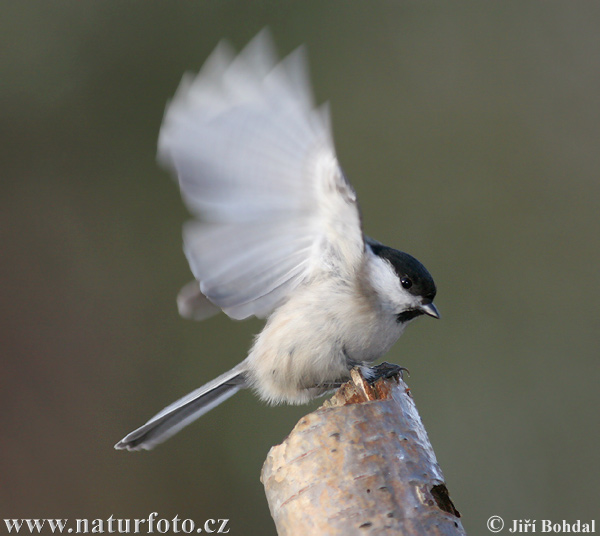 Parus palustris