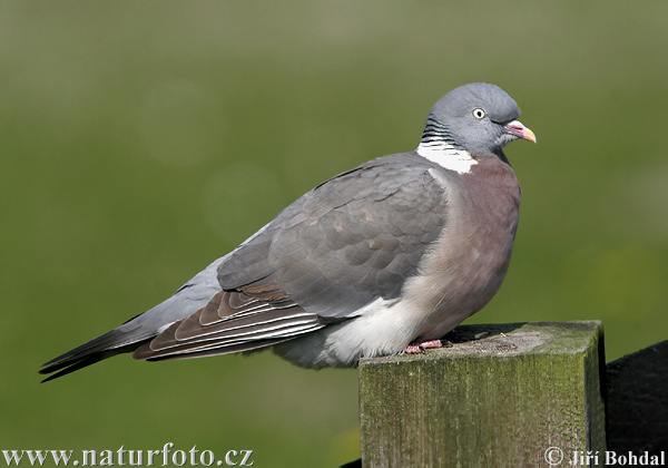 Porumbel gulerat