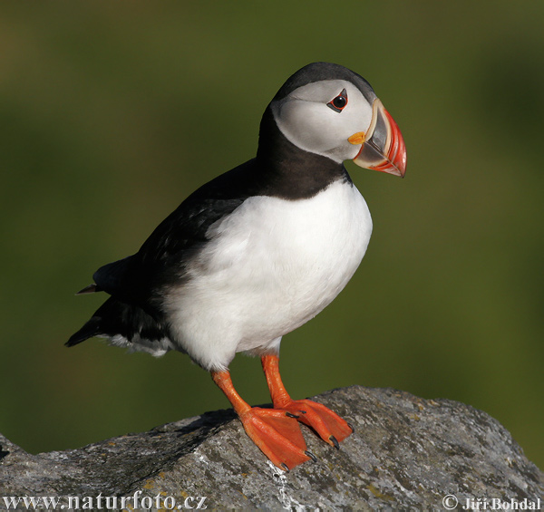 puffin pictures puffin images naturephoto puffin pictures puffin images naturephoto
