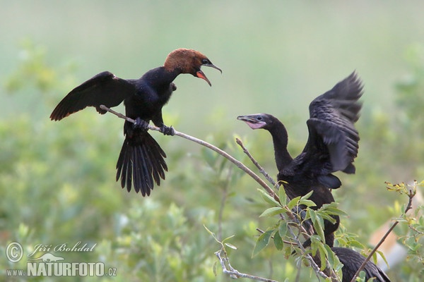 Pygmy Cormorant (Phalacrocorax pygmaeus)