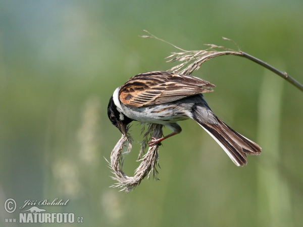 Reed Bunting (Emberiza schoeniclus)