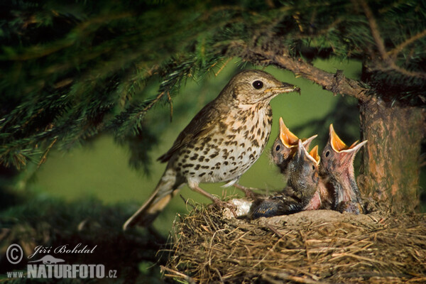 Song Thrush (Turdus philomelos)