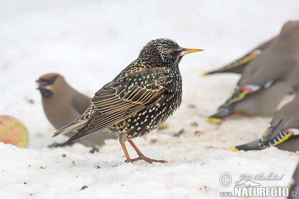 Sturnus vulgaris