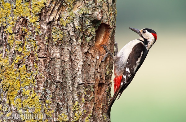 Syrian Woodpecker (Dendrocopos syriacus)