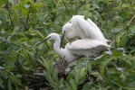 Aigrette garzette