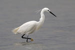 Aigrette garzette