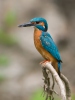 Alcedo atthis