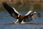 Aquila di mare di Steller