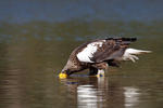 Aquila di mare di Steller