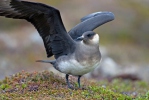 Arctic Skua