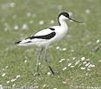 Avoceta común