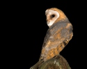 Barn Owl