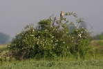 Bataqlıq bayquşu