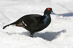 Black Grouse