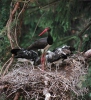 Black Stork