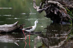 Black-winged Stilt