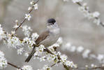 Blackcap