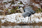 Blauwe reiger